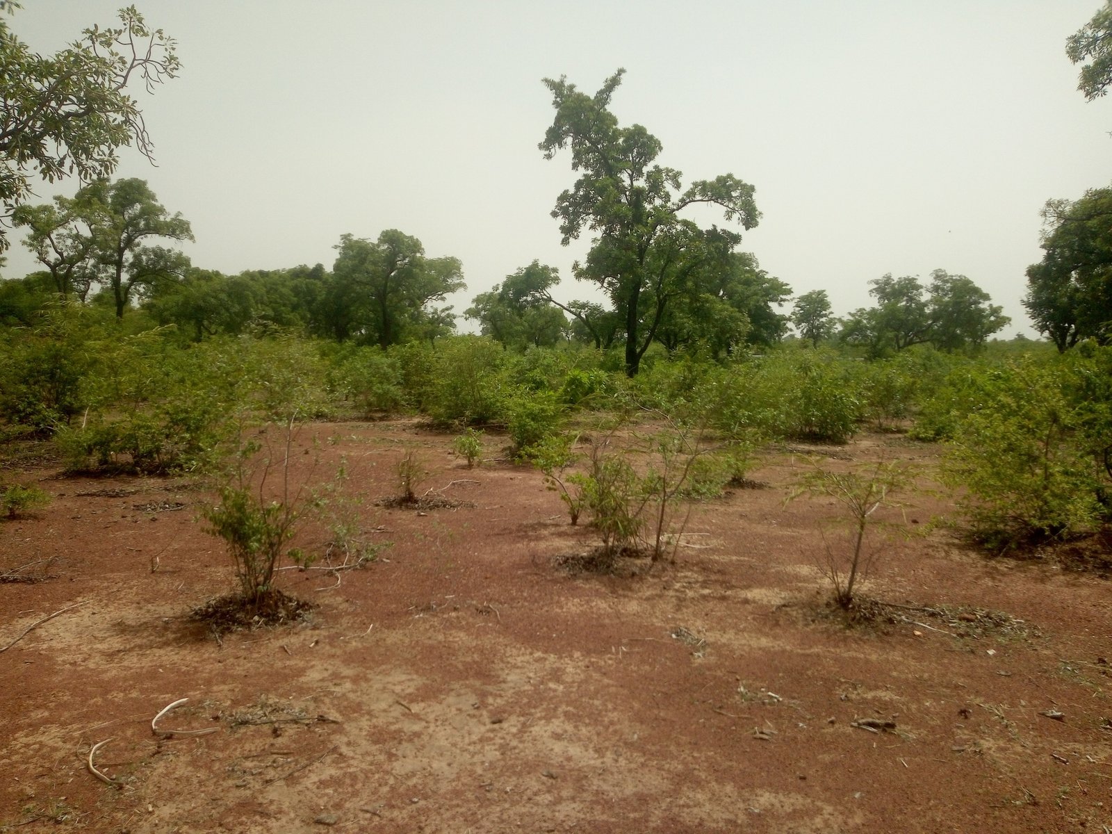 Photo principale Terrain en TF de 3 Hectares au bord du Goudron RN7!!!