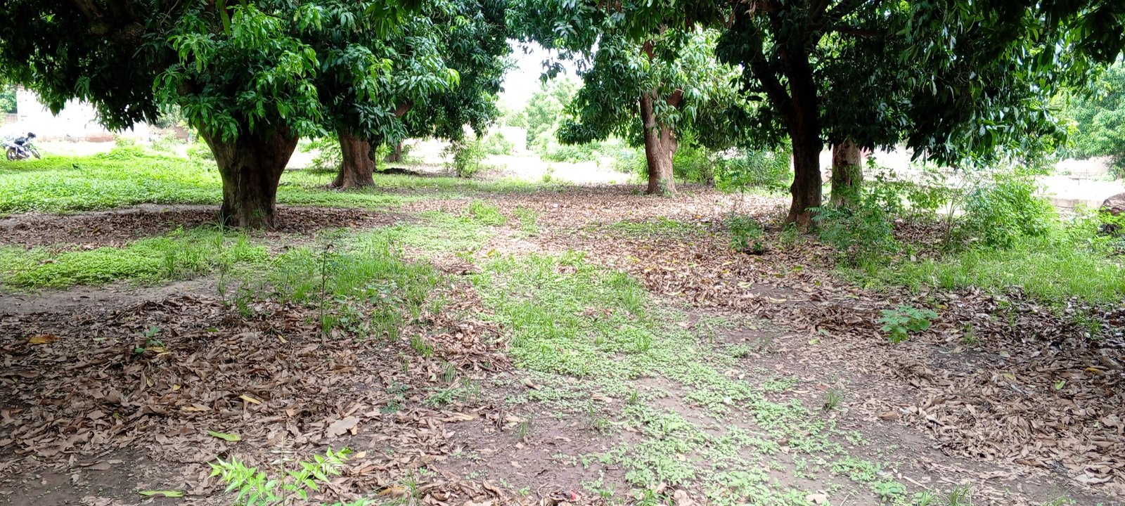 Image de Terrain nue de 300 m2 sise à KOGNIBA - BAGUINEDA - Terrain nue