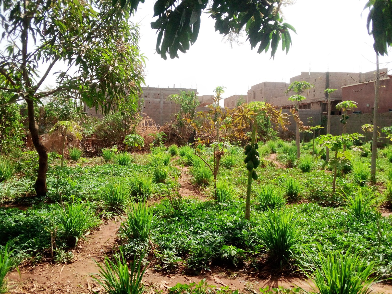 Image de Terrain nue en Titre foncier de 600 m2 sise à TIEBANI - Terrain nue